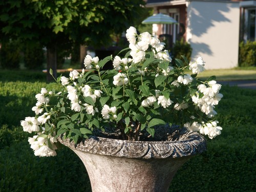 Zwerg gartenjasmin little - zwerg-gartenjasmin, `little