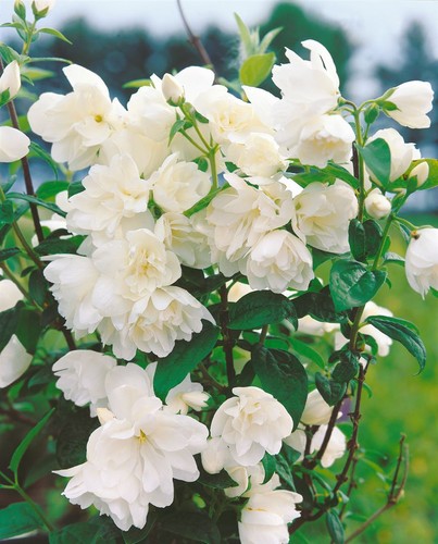 Philadelphus little white - philadelphus, 'little