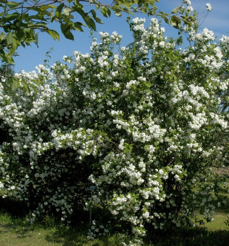 Zwerg jasmin little white - zwerg,